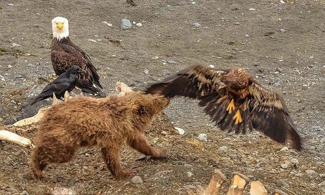 秃鹰与棕熊抢食被一掌拍倒在地 奄奄一息