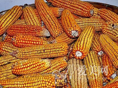 黄色补脾胃 想要健脾养胃吃4大黄色食物