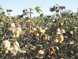 新疆彩色棉花实现大面积种植