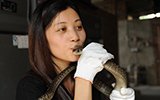 80后女子在家养7000条蛇 亲吻毫无惧色