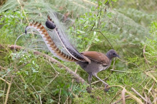 澳洲琴鸟能模仿20多种其他鸟叫声 用歌声求偶
