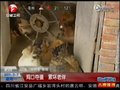 视频：安徽老农家母鸡爱吃生鸡蛋 疑因缺钙