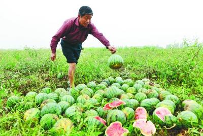 合肥西瓜遇冰火两重天:从无人买到无瓜卖
