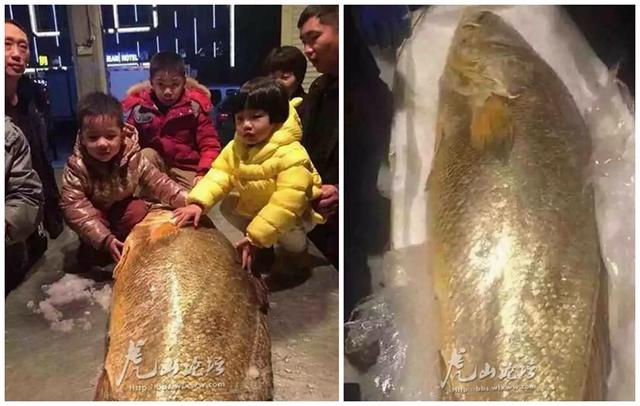 1.69米 黄唇鱼 现身浙江温岭  身价上百万 元(图)_