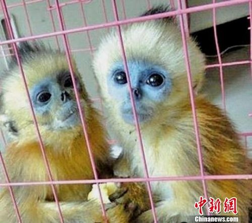 挡获的两只国家一级保护动物川金丝猴王春妮摄