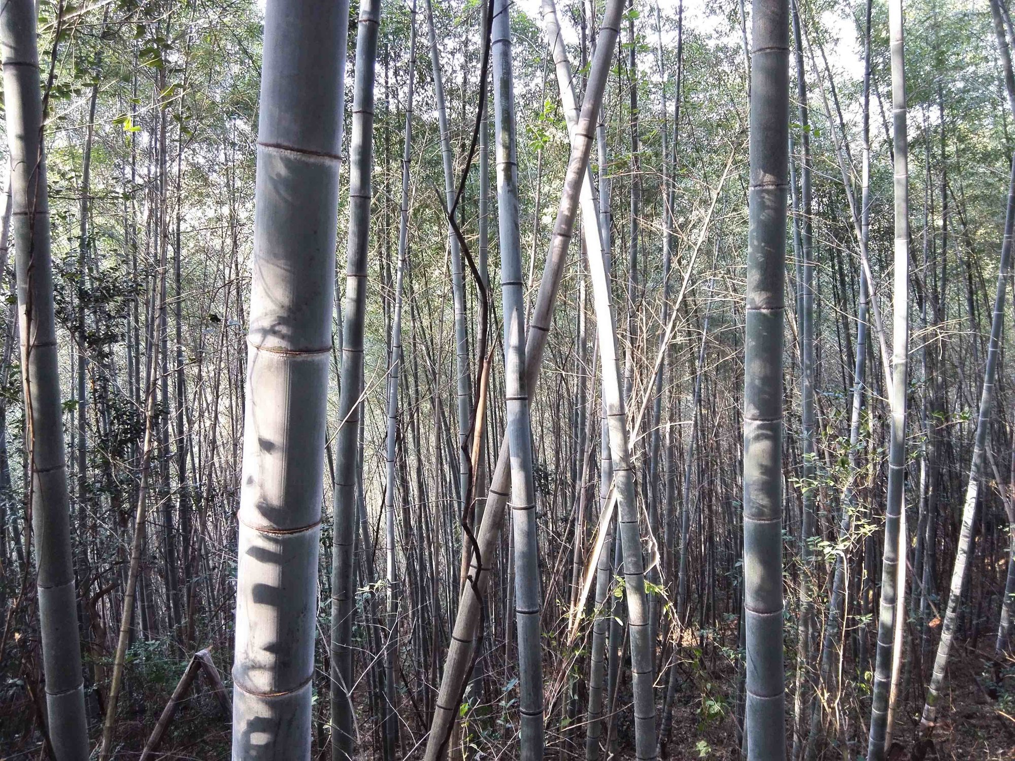 随处可见的竹林 随处可见的竹林