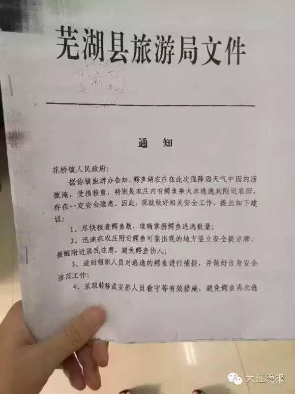 安徽被大水冲走的鳄鱼被不法分子下锅煮了