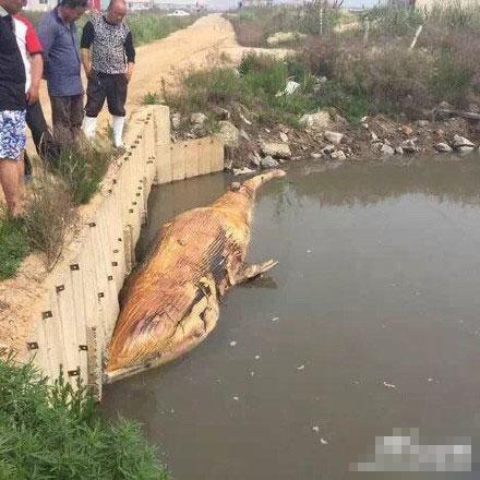 大连普兰店海参圈内发现巨鲸尸体(图)