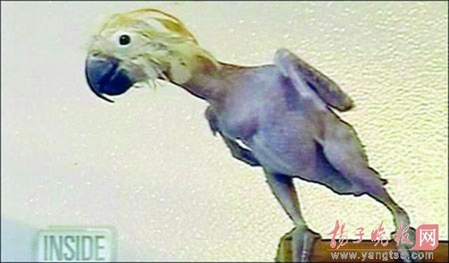 无锡一鹦鹉啄光全身羽毛 疑因游客不理患抑郁