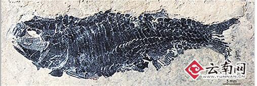 云南发现最古老卵胎生新鳍鱼类化石 距今2亿年
