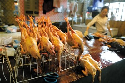全国确诊21例人感染H7N9 北京暂停宠物鸟交易