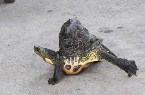 台湾发现畸形乌龟 被误以为土块街坊称奇(图)_新闻_腾讯网