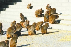 北京一景区60多只猕猴下山找食 场面壮观(图)