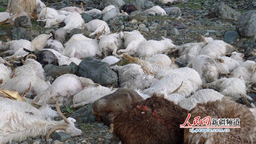 新疆一牧民173只羊瞬间遭雷击死亡(组图)