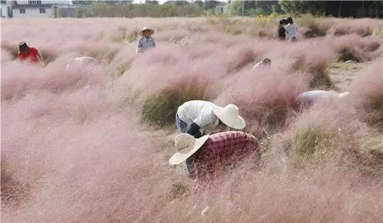 沪&ldquo;粉色田野&rdquo;走红 游客踩踏致主人损失数十万