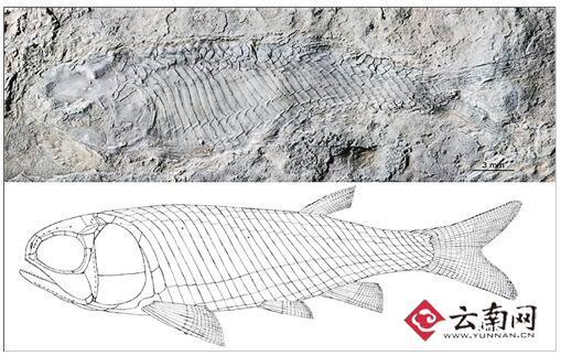 云南发现最古老卵胎生新鳍鱼类化石 距今2亿年