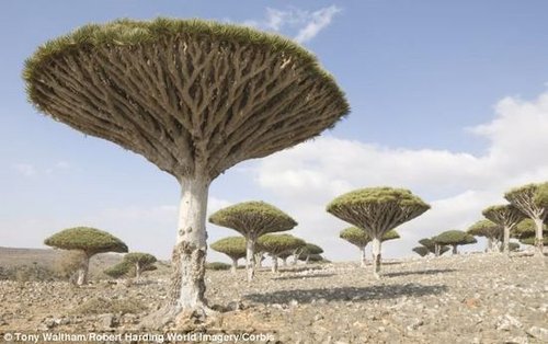 印度洋小岛现2000万年古树 如科幻电影画面(图)