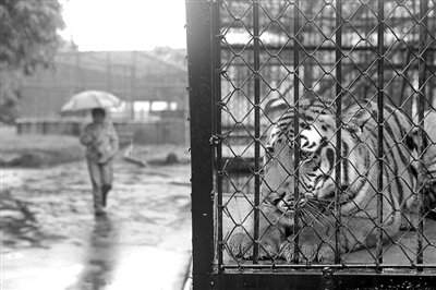 国家林业局:不会处理上海动物园咬死人老虎