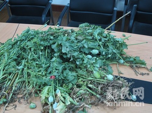 上海一小区出现人工种植罂粟花(组图)
