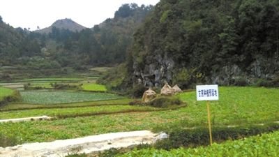 贵州荔波县出台文件鼓励干部留职带薪种甘蔗