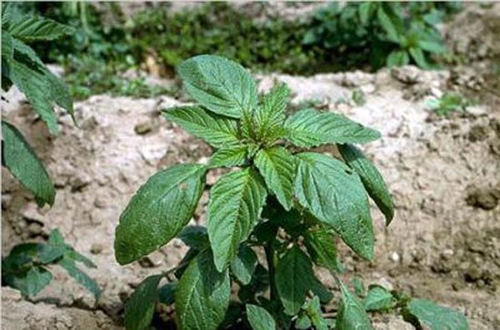 美国转基因作物种植农田里的超级杂草