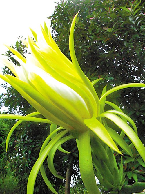 舌尖上的火龙果花