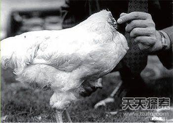 美国一只公鸡被砍头后奇迹存活18个月(图)
