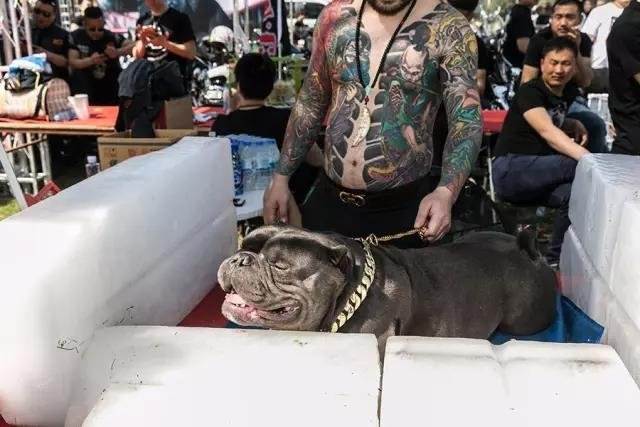 一只恶霸犬正在冰块中间降温,在恶霸犬展上,随处可见哈雷摩托和纹身的身影。 一只恶霸犬正在冰块中间降温,在恶霸犬展上,随处可见哈雷摩托和纹身的身影。