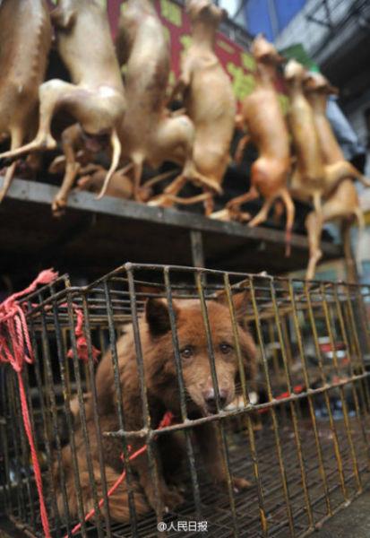 广西玉林狗肉节被指一天吃万只狗 舆论呼吁抵