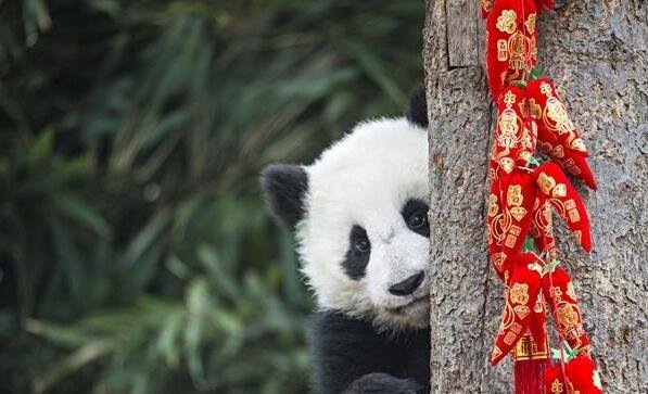 17只熊猫宝宝集体亮相 向全国人民拜年