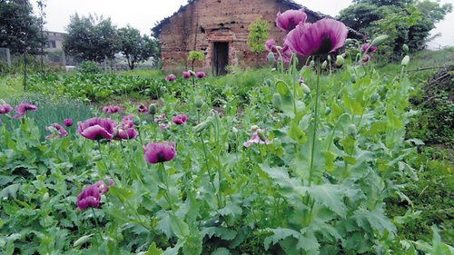 部分罂粟已开花 张文廖锦荣季鑫摄