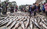 江西仙女湖冬捕 村民分领5万斤鲜鱼