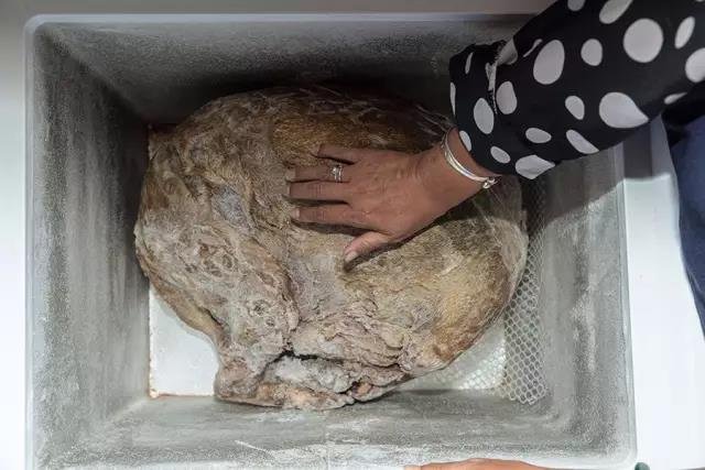 冰柜里的沙皮狗,仍寄托着马星丽的爱与思念。截止到发稿前,她终于火化了这只沙皮狗。 冰柜里的沙皮狗,仍寄托着马星丽的爱与思念。截止到发稿前,她终于火化了这只沙皮狗。