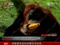 视频：巴西动物园猩猩裹毯子御寒