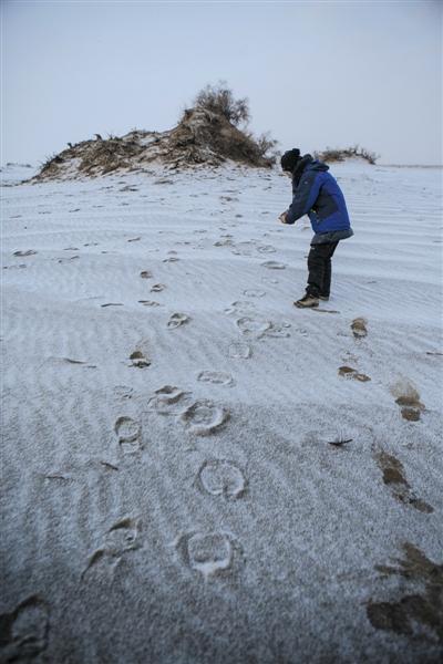12月11日天刚亮,林科院教授刘芳发现较新的骆驼脚印.