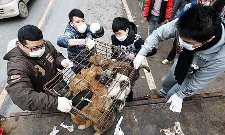 资料图：志愿者解救狗肉饭馆的狗