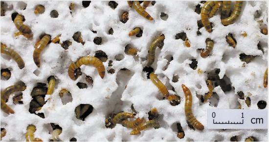 中国科学家发现吃塑料虫子 可降解所有塑料