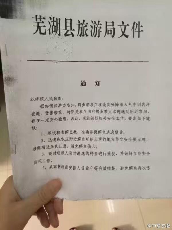 安徽一农庄被淹 养殖鳄鱼趁大水逃逸