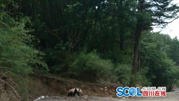 野生大熊猫再现夹金山。