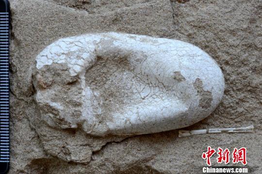 新疆哈密首次发现三维保存翼龙蛋及大量翼龙化石(图)