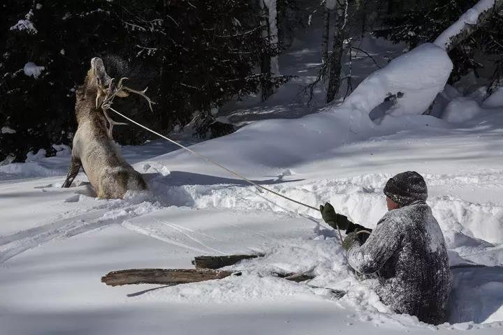 积雪里,谢里克使用自古传承的捕猎技巧将一头鹿牢牢套住,任其挣扎。中国禁止猎鹿,因此该猎物最后被放走了。摄影:Jonas Bendiksen/Magnum Photos 积雪里,谢里克使用自古传承的捕猎技巧将一头鹿牢牢套住,任其挣扎。中国禁止猎鹿,因此该猎物最后被放走了。摄影:Jonas Bendiksen/Magnum Photos