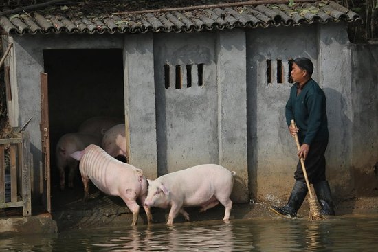 村民赶猪跳水称提高猪肉品质 价钱可涨三倍(图)