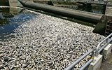 台北持续高温创120年纪录 大片死鱼漂在河面