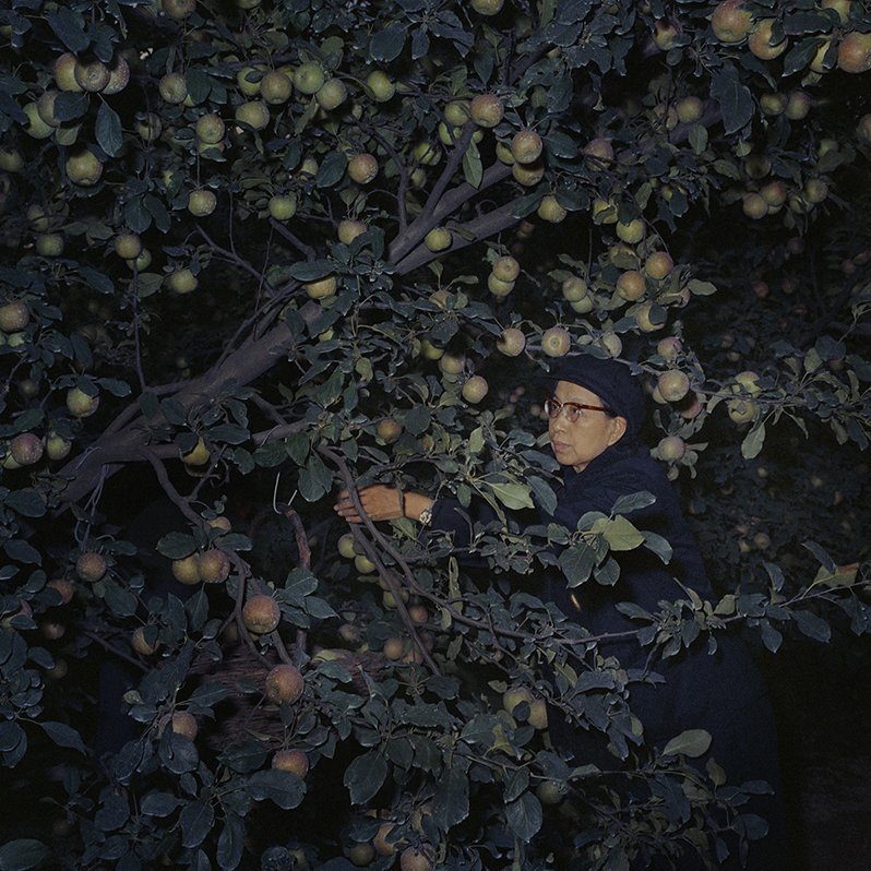  1976年10月6日，江青在景山公园摘下最后的苹果，4小时后，她与王洪文、张春桥、姚文元分别被拘捕。