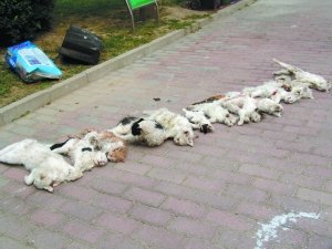 北京一小区13只流浪猫被虐杀 遭挖眼剖腹割喉