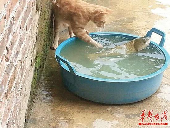 馋猫围水盆转半小时颤抖捞鱼 画面呆萌(图)