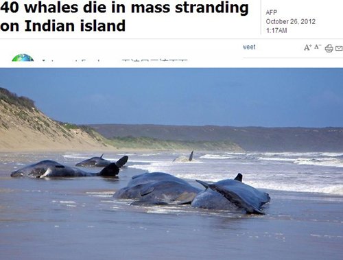 印度一海岛40头巨鲸集体搁浅死亡 原因不明(图)
