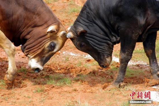 印度牛尿液成热卖商品 当地人称其“有益健康”