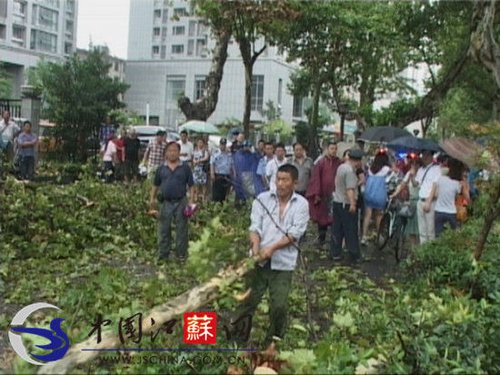 台风“海葵”袭击南 一梧桐树被刮倒砸死路