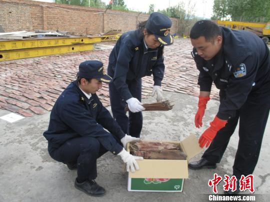 阿勒泰海关查获涉嫌走私麝鼠皮8000余张